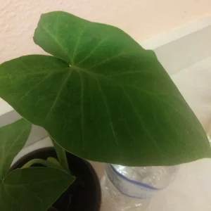 Giant Elephant Ear Live Plant - Alocasia in Pot - Tropical Houseplant - Image 5