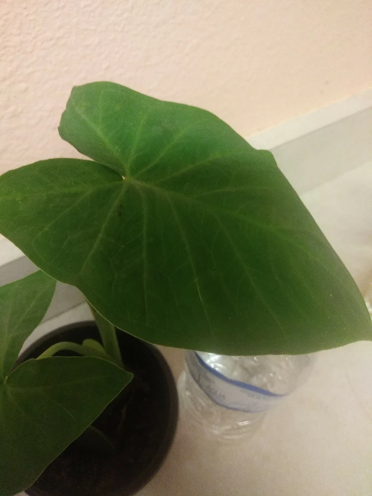 Giant Elephant Ear Live Plant - Alocasia in Pot - Tropical Houseplant - Image 5