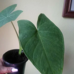Giant Elephant Ear Live Plant - Colocasia esculenta - Organic - 8oz Pot - Image 2