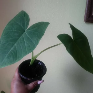 Giant Elephant Ear Live Plant - Colocasia esculenta - Organic - 8oz Pot - Image 3