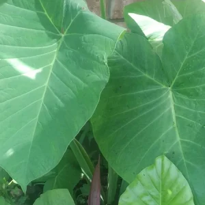 Giant Elephant Ear Live Plant - Colocasia esculenta - Organic - 8oz Pot - Image 4