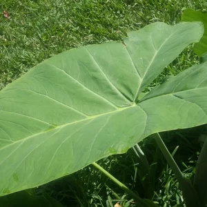 Giant Elephant Ear Live Plant - Colocasia esculenta - Organic - 8oz Pot - Image 5
