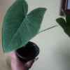 Giant Elephant Ear Live Plant - Colocasia esculenta - Organic - 8oz Pot - Image 1