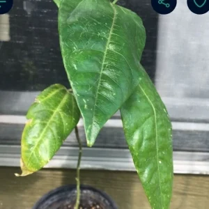 Giant Granadilla Passion Flower Seeds - Rare Passiflora Vine Seeds, Perennial - Image 2