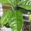 Giant Granadilla Passion Flower Seeds - Rare Passiflora Vine Seeds, Perennial - Image 1