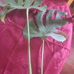 Giant Monstera Deliciosa Cutting - Swiss Cheese Plant - Live Plant - Indoor/Outdoor - Image 10