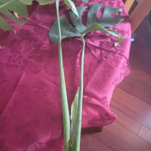 Giant Monstera Deliciosa Cutting - Swiss Cheese Plant - Live Plant - Indoor/Outdoor - Image 11