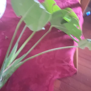 Giant Monstera Deliciosa Cutting - Swiss Cheese Plant - Live Plant - Indoor/Outdoor - Image 12