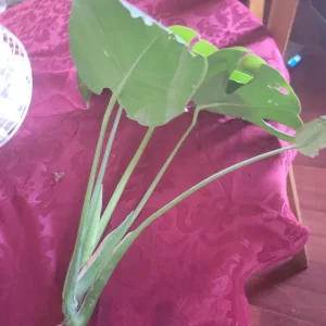 Giant Monstera Deliciosa Cutting - Swiss Cheese Plant - Live Plant - Indoor/Outdoor - Image 14