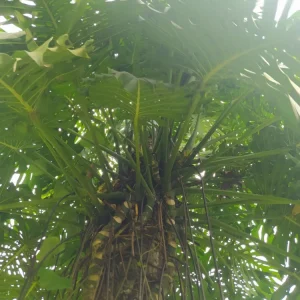 Giant Monstera Deliciosa Cutting - Swiss Cheese Plant - Live Plant - Indoor/Outdoor - Image 4