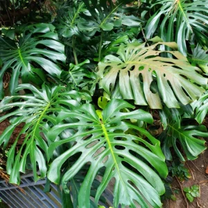 Giant Monstera Deliciosa Cutting - Swiss Cheese Plant - Live Plant - Indoor/Outdoor - Image 5