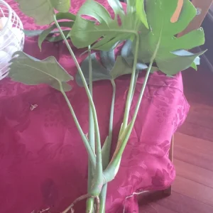 Giant Monstera Deliciosa Cutting - Swiss Cheese Plant - Live Plant - Indoor/Outdoor - Image 6
