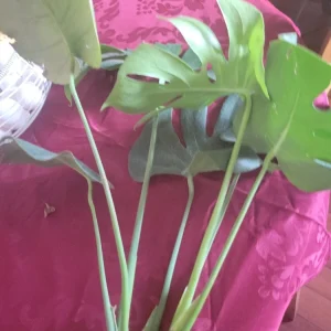 Giant Monstera Deliciosa Cutting - Swiss Cheese Plant - Live Plant - Indoor/Outdoor - Image 7