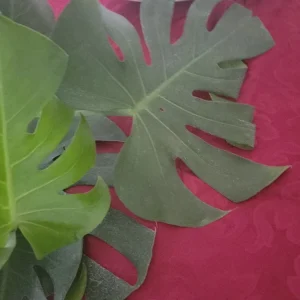 Giant Monstera Deliciosa Cutting - Swiss Cheese Plant - Live Plant - Indoor/Outdoor - Image 8