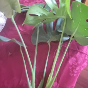 Giant Monstera Deliciosa Cutting - Swiss Cheese Plant - Live Plant - Indoor/Outdoor - Image 9