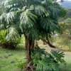 Giant Monstera Deliciosa Cutting - Swiss Cheese Plant - Live Plant - Indoor/Outdoor - Image 1