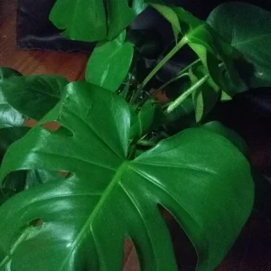 Giant Monstera Deliciosa Philodendron Cutting - 10+ Inches Tall - Live Plant - Image 3