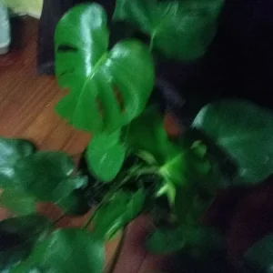 Giant Monstera Deliciosa Philodendron Cutting - 10+ Inches Tall - Live Plant - Image 4