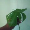 Giant Monstera Deliciosa Philodendron Cutting - 10+ Inches Tall - Live Plant - Image 1