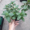 Ginger Mint Live Plant – Aromatic Herb – 4 inch Pot – Indoor/Outdoor - Image 1