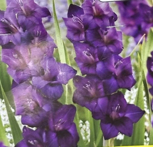 Gladiolus Purple Flower Bulbs - 8 Tall Sword Lily Bulbs, Spring Blooms, Outdoor Perennial - Image 2