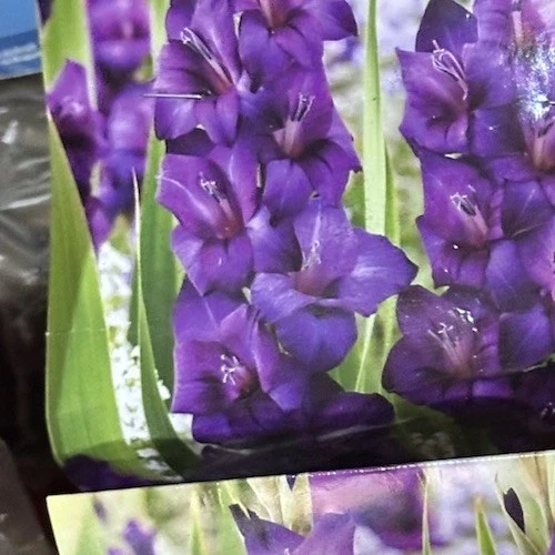 Gladiolus Purple Flower Bulbs - 8 Tall Sword Lily Bulbs, Spring Blooms, Outdoor Perennial - Image 3