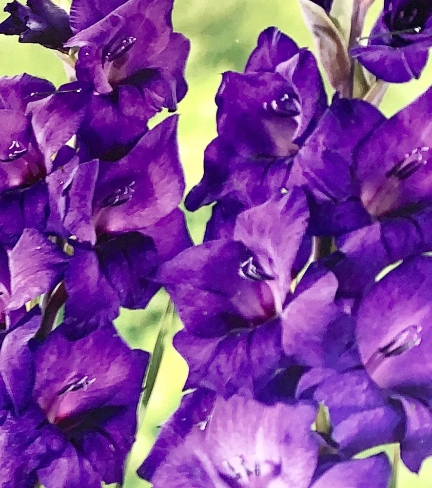 Gladiolus Purple Flower Bulbs - 8 Tall Sword Lily Bulbs, Spring Blooms, Outdoor Perennial - Image 1