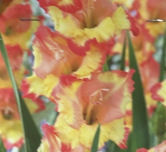 Gladiolus Yellow Orange Princess Margaret Rose Bulbs - 8 Pack - Outdoor Flowering - Image 2