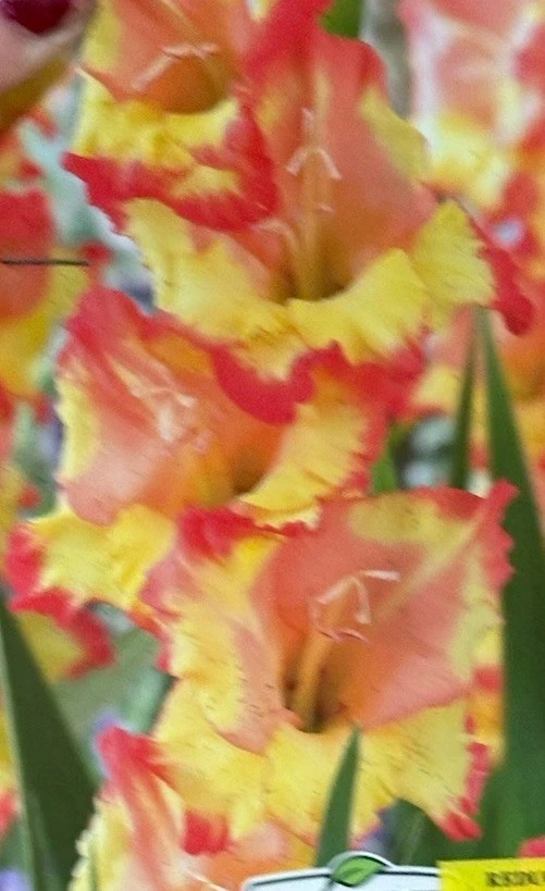 Gladiolus Yellow Orange Princess Margaret Rose Bulbs - 8 Pack - Outdoor Flowering - Image 1