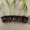 Glass Gem Corn Live Plant - Rare Ornamental Flint Corn for Garden - Image 1