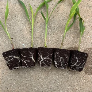 Glass Gem Corn Live Plant - Rare Ornamental Flint Corn for Garden - Image 1