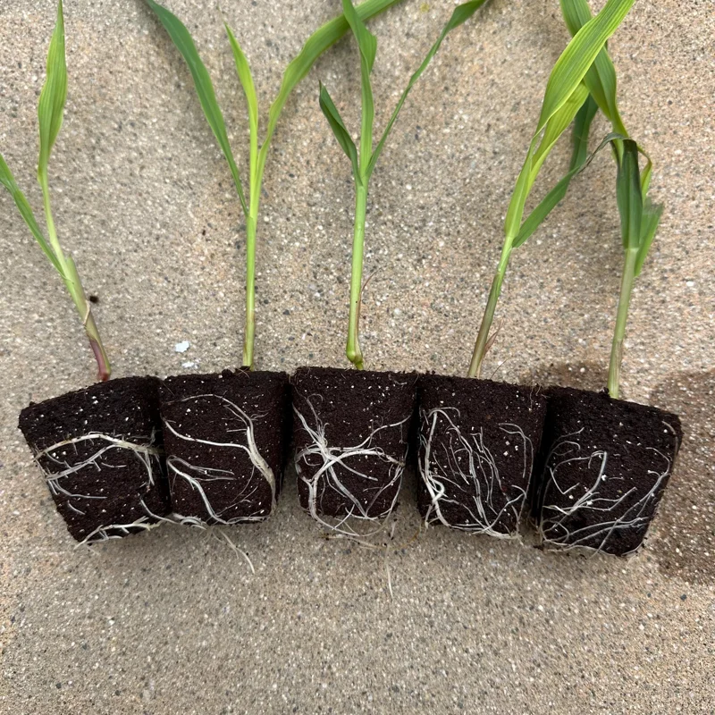 Glass Gem Corn Live Plant - Rare Ornamental Flint Corn for Garden - Image 1