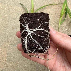Glass Gem Corn Live Plant - Rare Ornamental Flint Corn for Garden - Image 2
