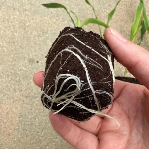 Glass Gem Corn Live Plant - Rare Ornamental Flint Corn for Garden - Image 3