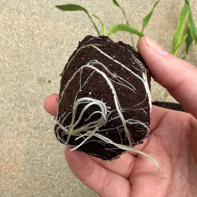 Glass Gem Corn Live Plant - Rare Ornamental Flint Corn for Garden - Image 3