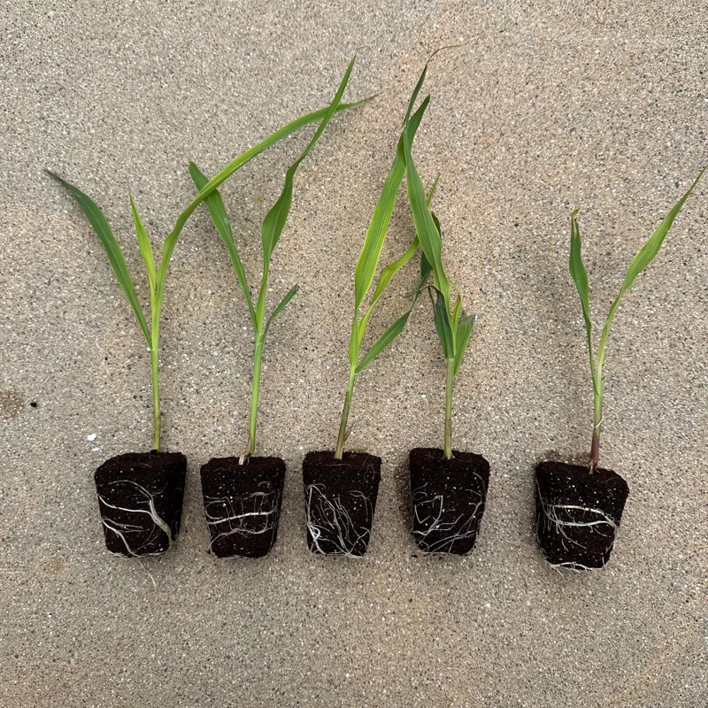 Glass Gem Corn Live Plant - Rare Ornamental Flint Corn for Garden - Image 4