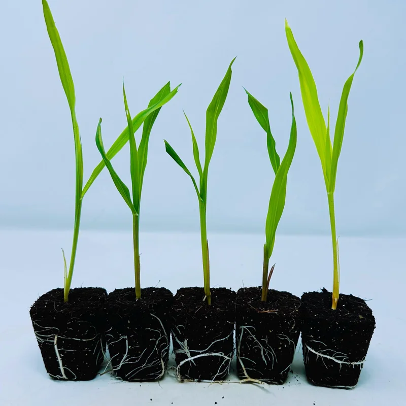 Glass Gem Corn Live Plant - Rare Ornamental Flint Corn for Garden - Image 5