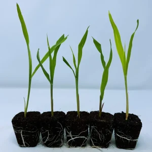 Glass Gem Corn Live Plant - Rare Ornamental Flint Corn for Garden - Image 6