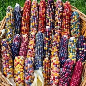 Glass Gem Corn Live Plant - Rare Ornamental Flint Corn for Garden - Image 7