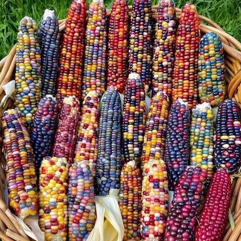 Glass Gem Corn Live Plant - Rare Ornamental Flint Corn for Garden - Image 7