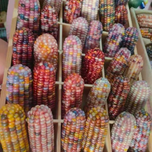 Glass Gem Corn Live Plant - Rare Ornamental Flint Corn for Garden - Image 8