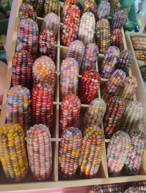Glass Gem Corn Live Plant - Rare Ornamental Flint Corn for Garden - Image 8