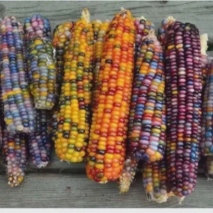 Glass Gem Corn Live Plant - Rare Ornamental Flint Corn for Garden - Image 9
