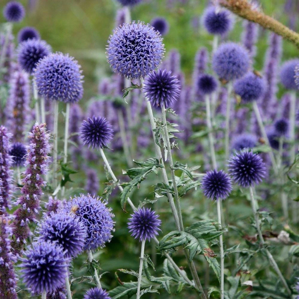 Globe Thistle Live Plant - Echinops ritro Starter Plant - 2.5"x3.5" Pot - Outdoor Perennial - Image 2