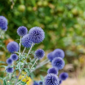 Globe Thistle Live Plant - Echinops ritro Starter Plant - 2.5