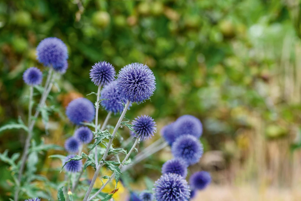 Globe Thistle Live Plant - Echinops ritro Starter Plant - 2.5"x3.5" Pot - Outdoor Perennial - Image 3