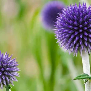 Globe Thistle Live Plant - Echinops ritro Starter Plant - 2.5