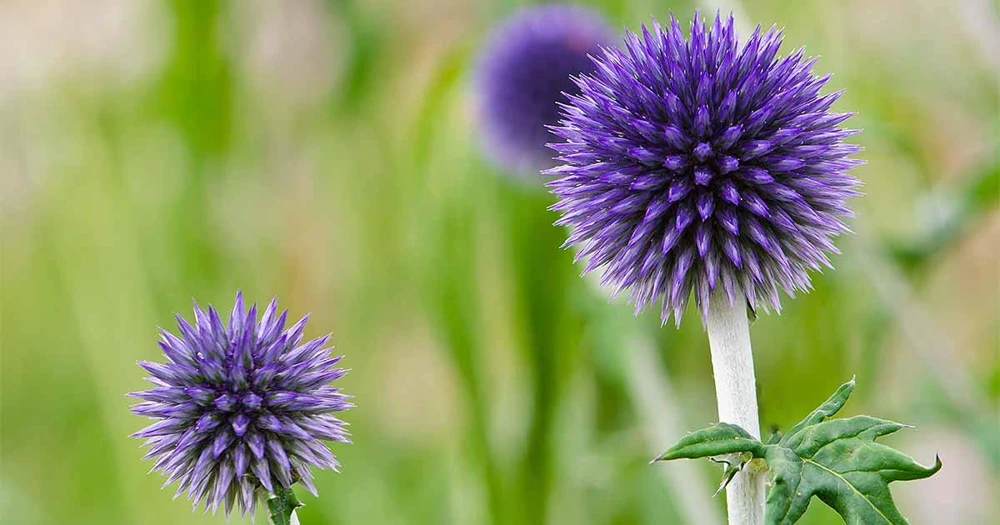 Globe Thistle Live Plant - Echinops ritro Starter Plant - 2.5"x3.5" Pot - Outdoor Perennial - Image 4