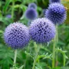 Globe Thistle Live Plant - Echinops ritro Starter Plant - 2.5"x3.5" Pot - Outdoor Perennial - Image 1