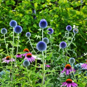 Globe Thistle Live Plant - Echinops ritro Starter Plant - 2.5